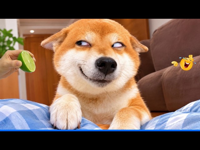 Best Of The Funny Animal Videos 😹🐶  The Funniest Cat & Dog Moments Compilation 😁.