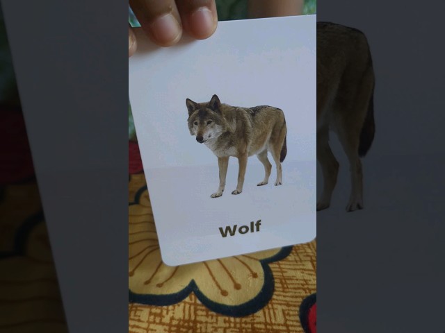 unboxing flash cards # birds 🐦 #animals 🐺 🦊 #unboxing