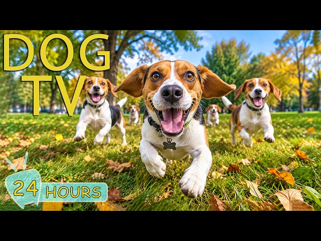 DOG TV: Videos to Keep Dogs Relax & Entertained While You're Away - Best Collection Music for Dogs