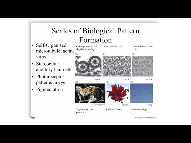 Developmental Pattern Formation