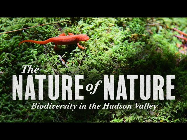 The Nature of Nature: Biodiversity in the Hudson Valley