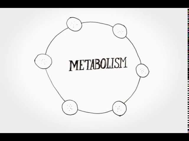 Physiology and metabolism