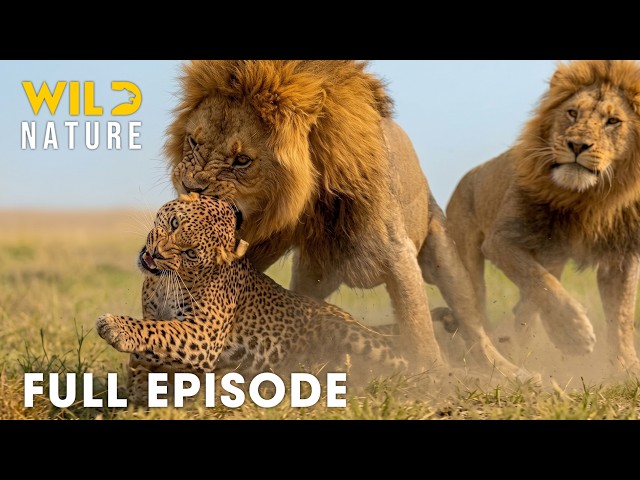 African Savannah | Survival at a Price | FULL EPISODE | Wildlife Documentary