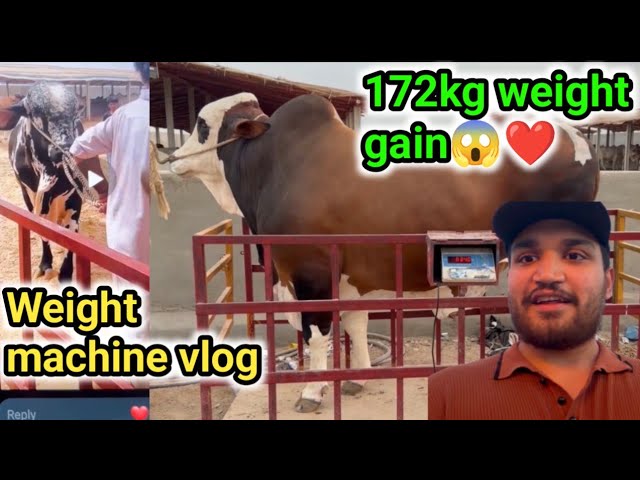 Unexpected results😱| 172kg weight gain aesa kese hogaya😍