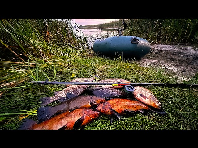 Stara Zatoka Teeming With Massive Tench and Crucian Carp