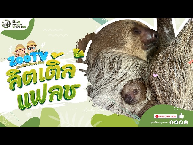 🔴 Live! Elsa & Little Flash | 27-10-2026 , 12:00 | Zoo TV สวนสัตว์เปิดเขาเขียว