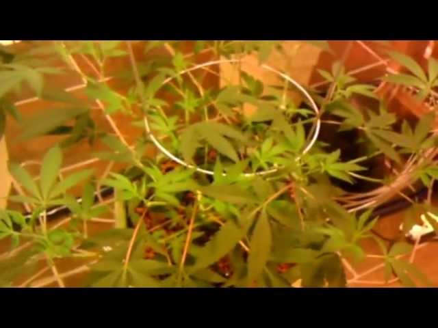 Day 2 flower-Kosher Kush
