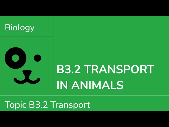 B3.2 Transport in Animals [IB Biology SL/HL]
