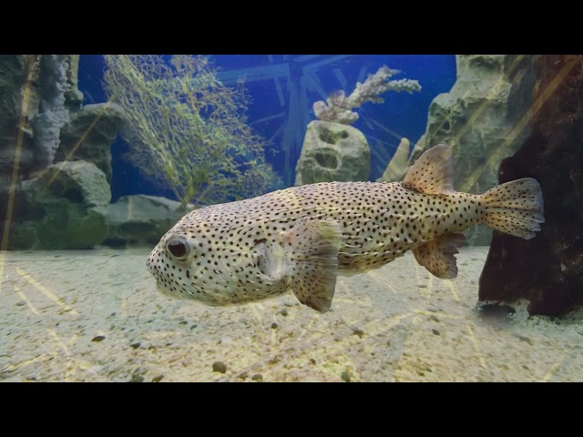 Unusual Videography  | Pop Funky Music style| NO COPY RIGHT  | 100% FREE TO USE|