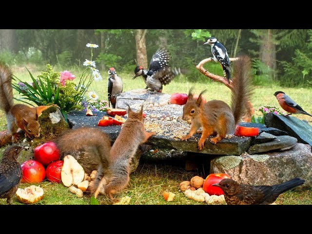 CAT TV NO ADS😺 Midsummer Nut Party with Cutest Red Squirrels and Adorable Little Birds