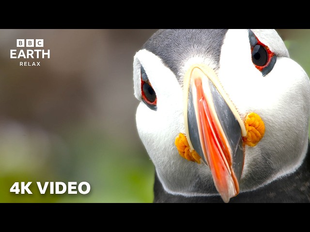 Birds In 4K | A Soothing Nature Experience With Sir David Attenborough | BBC Earth Relax