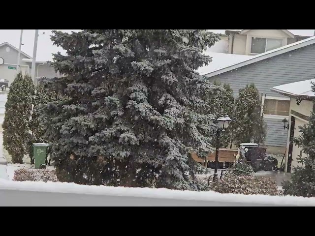 First Snowfall 2025 | bernee bee