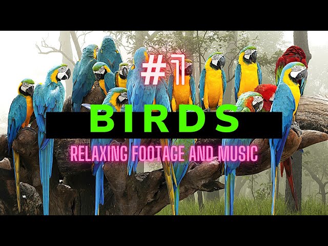 4k Tv| 4k 8K videos| High resolution |noncopyright | screensaver| Relaxing | Ncs| seamlesssatisfying