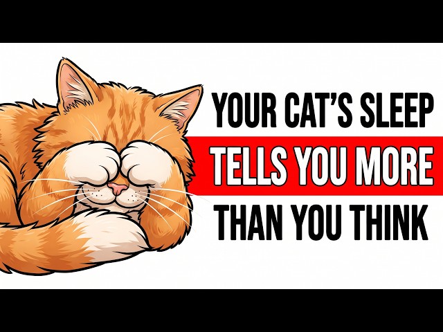 What Your Cat's Sleeping Position Says About Their Health and Personality