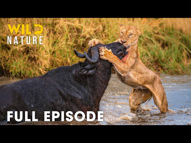 AFRICAN SAVANNA | World's Deadliest Battles for Survival (Full Episode) | Wildlife Documentary