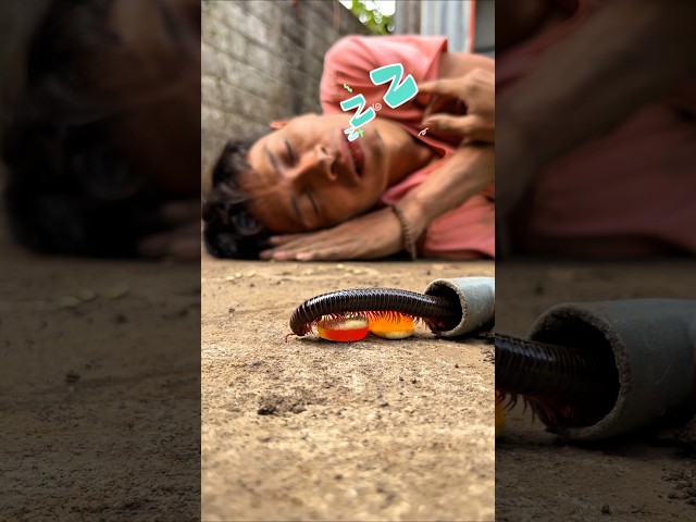 Disturbed sleep, here's how to keep millipedes from waking me up #shorts #millipede