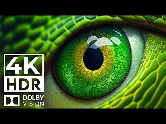SUPREME COLOR 4K HDR 120FPS | with Cinematic Sound (Colorful Animal Life)