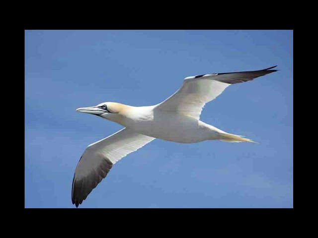 Gannet Bird Call