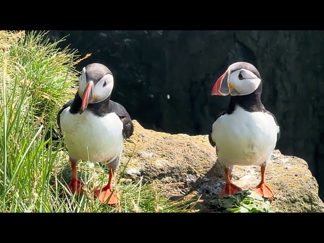 Atlantic Puffins and Razorbills, Látrabjarg Cliffs, Iceland