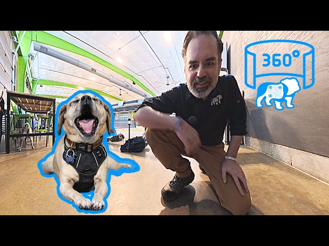 Meet Balthazar the Pug! 🐾 Interactive 360° Shelter Photo Shoot (DFW Pug Rescue)