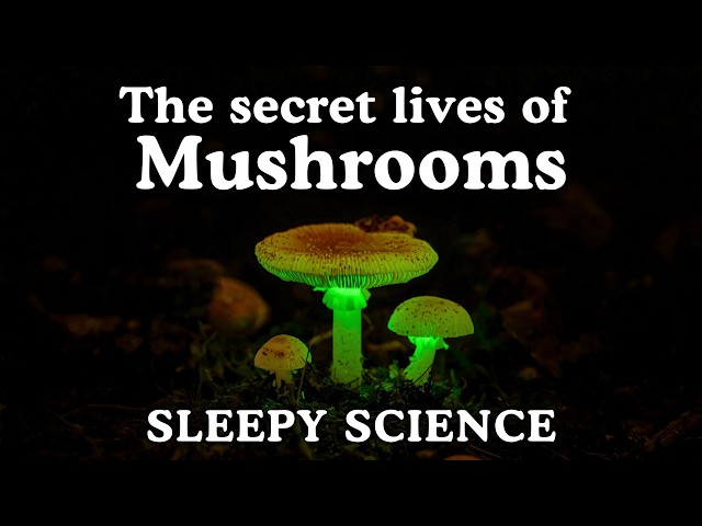 The Secret Lives of Mushrooms | 100 Facts to Fall Asleep To