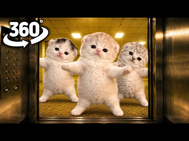 Horror Elevator to the Backrooms | Three Cats Dancing | 360° VR