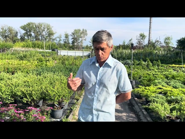 Как правильно делать обрезку спирей