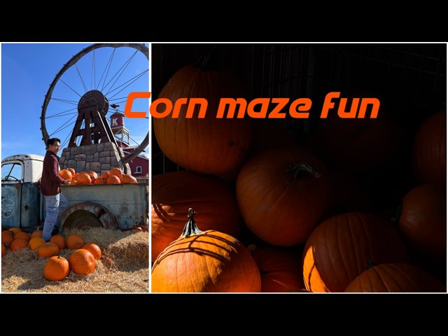 Corn maze fun & more | imclarkentt