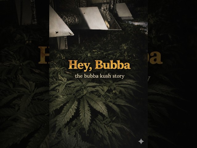 BUBBA KUSH: The Bubba Kush Origins Story  🌱