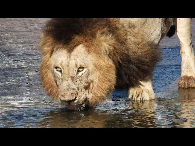 Gone but not forgotten! 1 of the 2 Trichardt males #lionsofkruger #lion #hmsafariguide #wildlife