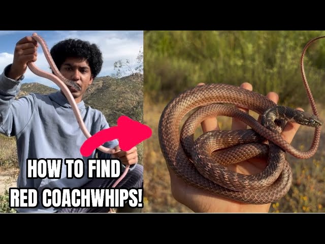 How To FIND Red Coachwhips! - Herping California