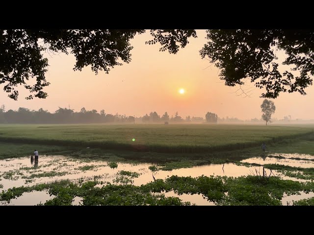 Village morning with rich field on water pond | Royalty Free Stock Video Footage - No Copyright | 4K