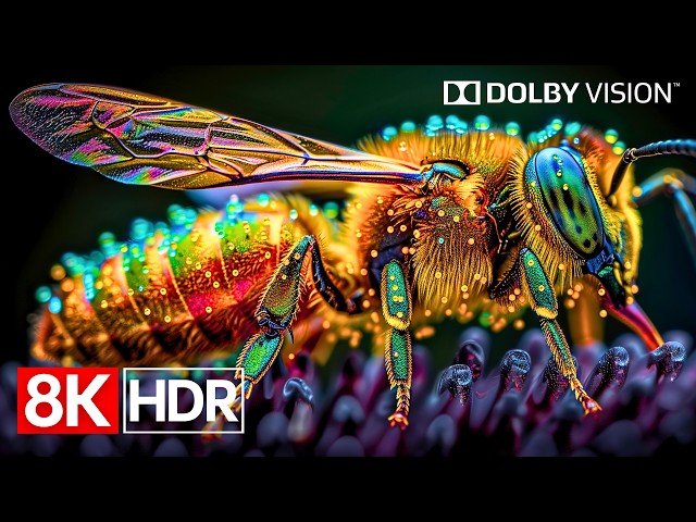 Premium OLED Demo – Crystal Clear 8K HDR 60fps Visuals (4K/8K TV)
