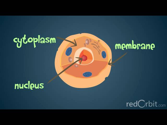 What is a Chromosome?