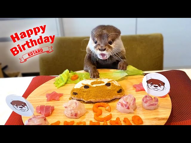 Otter Happy Birthday Cake Surprise Party!