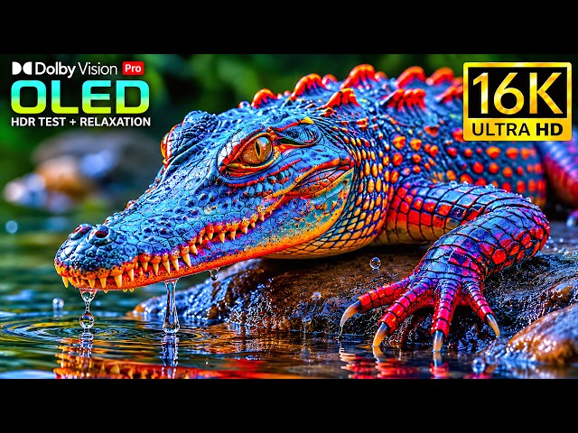 Ultimate OLED Display Test | 16K HDR 120FPS Dolby Vision Video | 4K Video • 8K Ultra HD TV