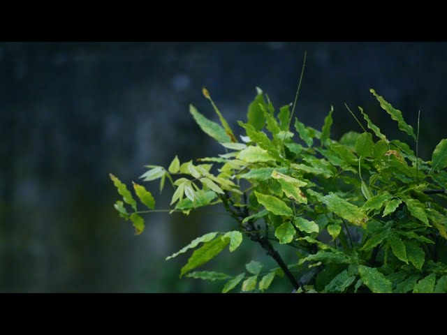 Rain & Thunder Sounds | Sleep Instantly with Heavy Rainstorm & Thunder sound | 99% of You will sleep
