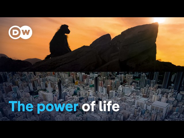 The story of our planet, retold | DW Documentary