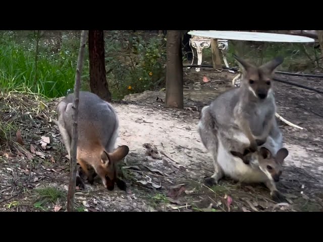 Kangaroo Autumn Instrumental Country Music | Featuring Harps