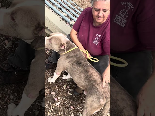 NEW A5800580 Sweet Boy | Pitbull