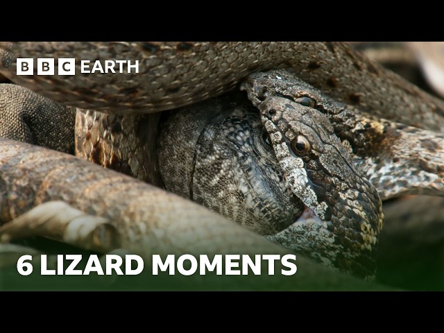 Unforgettable Lizard Moments | BBC Earth
