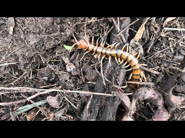 Vietnamese centipede (Scolopendra subspinipes) in Maui
