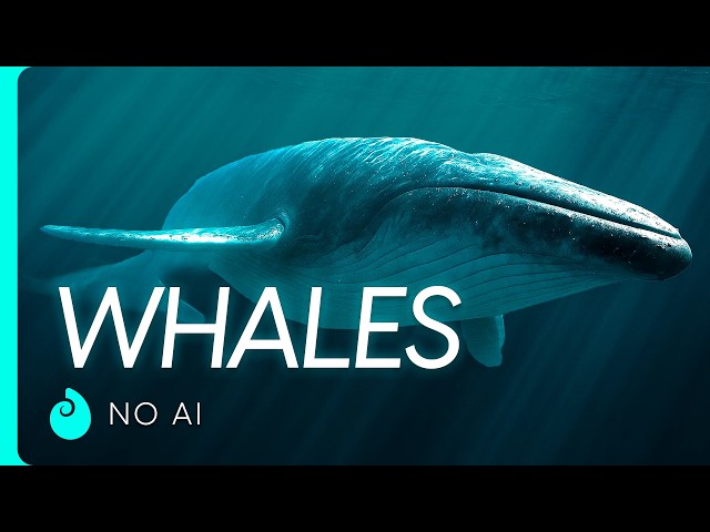 The Wonder of Whales | For Sleep Documentary (No AI Used)