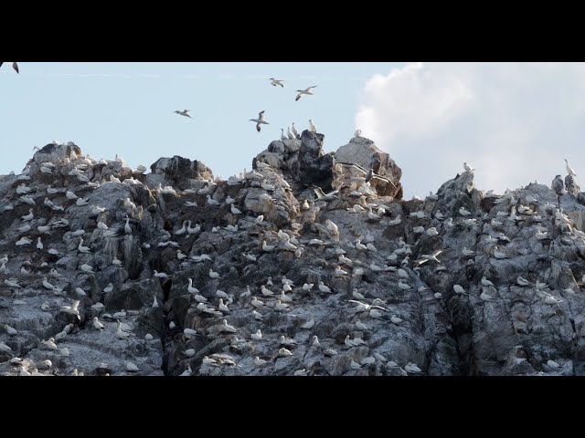 The Alderney gannets
