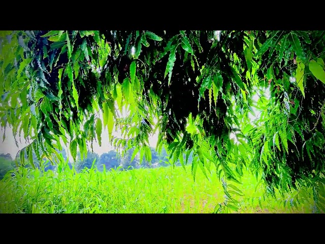 Free Village Nature Footage | Plants, Flowers & Fruits | Creative Commons Part - 10