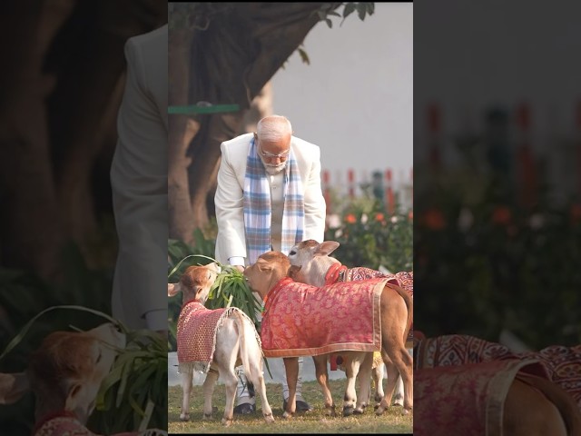Adorable 😍... PM Modi’s bond with his cows as he feeds them on Sankranti