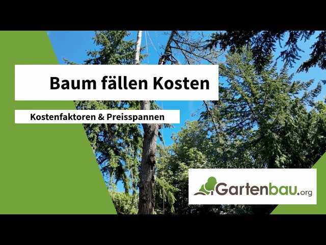 Baum fällen Kosten | Rechtliche Regeln und Kostenfaktoren