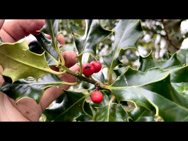 I take cuttings to grow free trees & increase our farm’s  biodiversity