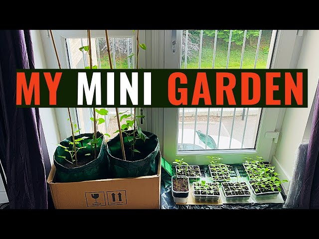 My Mini Home Garden: How I'm Growing my Own Food in A Little Space | UK | HOME GROW