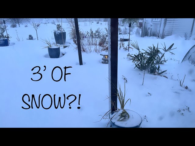 Polar vortex/ Blizzard of 2022 & How the Garden Fared | The Barefooted Gardener
